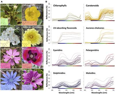 Major Flower Pigments Originate Different Colour Signals to Pollinators
